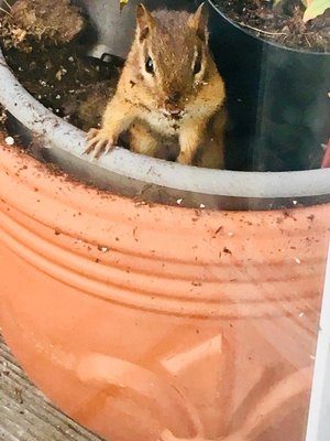 PeskyChipmunk_08202018.jpg