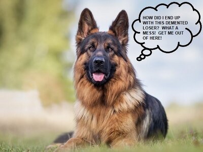 german-shepherd-field.jpg