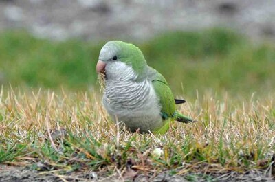 MonkParakeet_TJOBrienLockDam.thumb.jpg.1c5ab93af9d21158237bcdee0cff5234.jpg