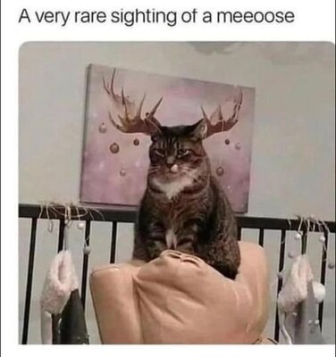 meoose.jpg