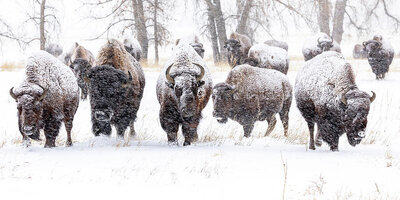 bison-herd-moving-through-a-snowstorm-tony-hake.thumb.jpg.72a70ac4346512d9a4fc0fc900b6b03a.jpg